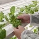 Fraktcontainer Farm Bulk Köp LYINE Lyine 5
