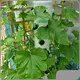 Bulk Osta Indoor Hydroponic Garden Tower 1