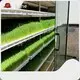 Commerciële hydrocultuurtorenfabriek 1
