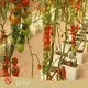 Nieuwste Hydroponic Garden Tower Hydroponic Garden Tower Company 1