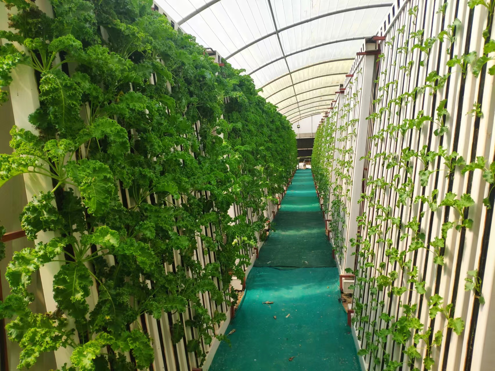 Fattoria idroponica con sistema di coltivazione zip ad Abu Dhabi