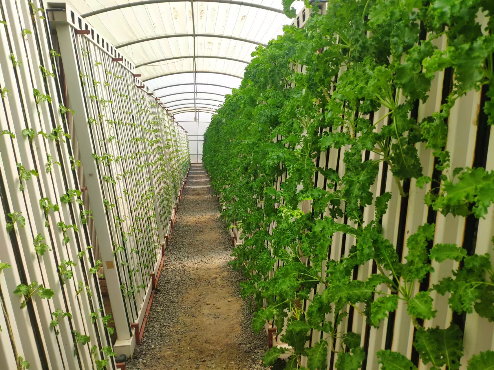 Fattoria idroponica con sistema di coltivazione zip ad Abu Dhabi