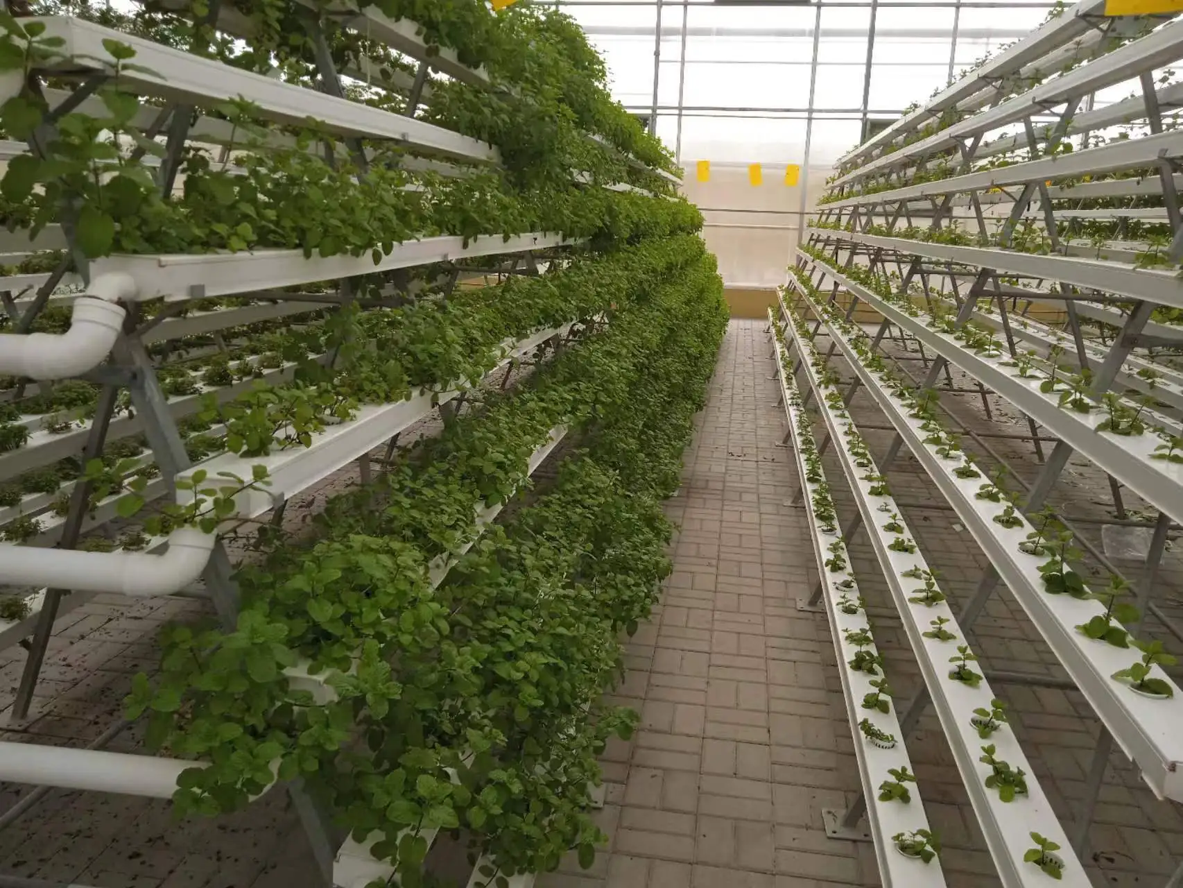 Kompletny hydroponiczny system uprawy liściastej Roztwór do hydroponiki Lyine 1
