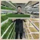 Hydroponic Shipping Container for Sale LYDM-1000 CEwholesaler 1