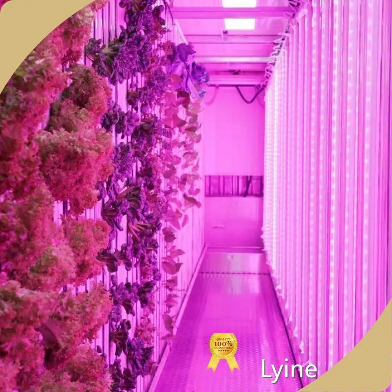 Cost-effective Hydroponic Container 1