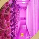 Cost-effective Hydroponic Container 1