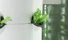 Zeecontainer Hydroponic Farm TT - - Lyine 8