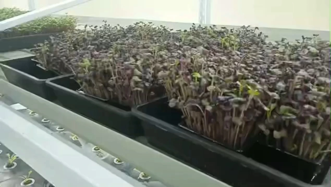 EBB (Ebb and Flow) System for Microgreens – Complete Hydroponic Growing Guide 1
