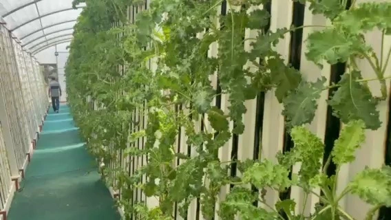 都市農業と温室向けLyine ZIP水耕栽培システム 1