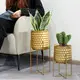 Flower Pot Manufacturers - - NEW IMAGE 7