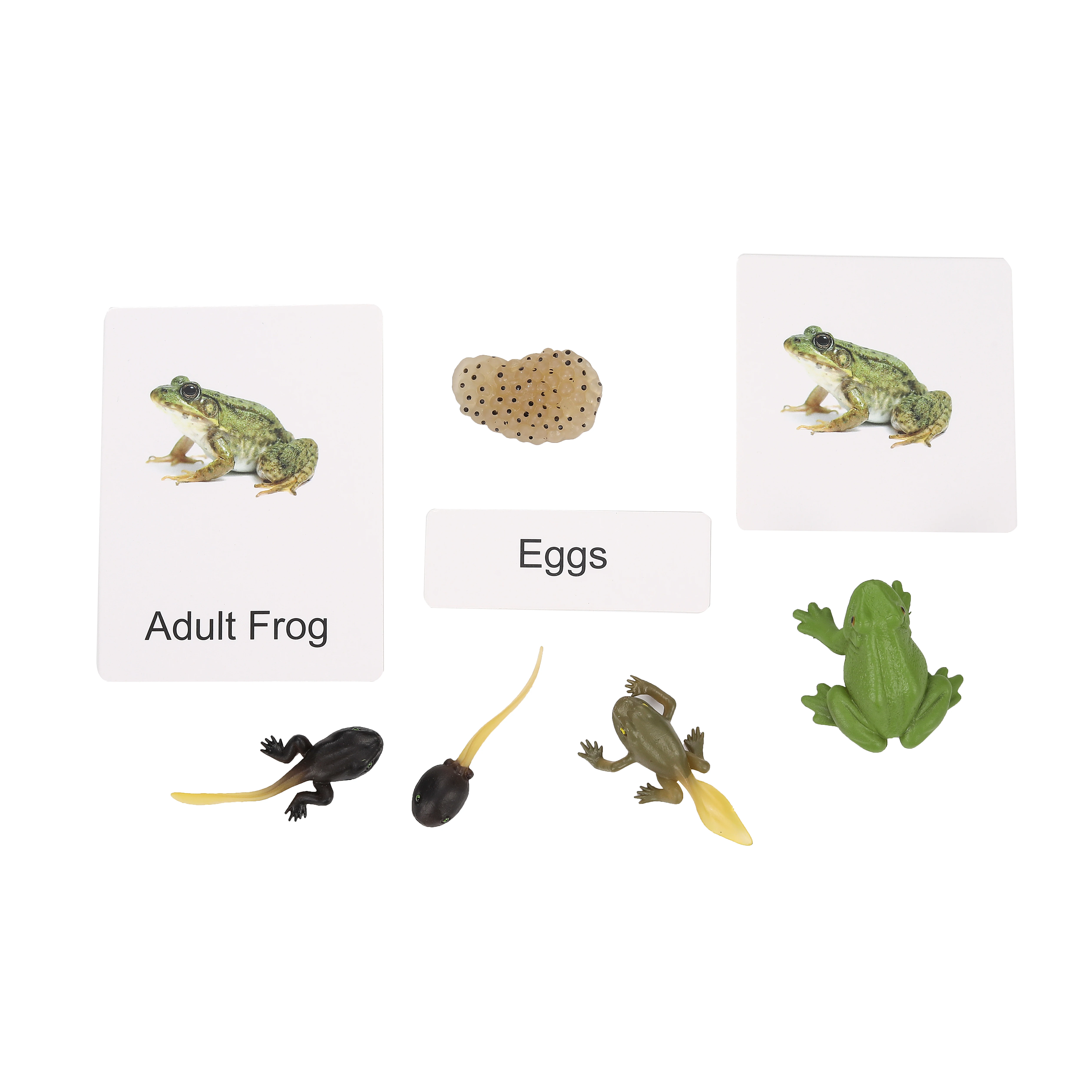 Tarjetas de objetos animales en lenguaje Montessori para juguetes educativos 5