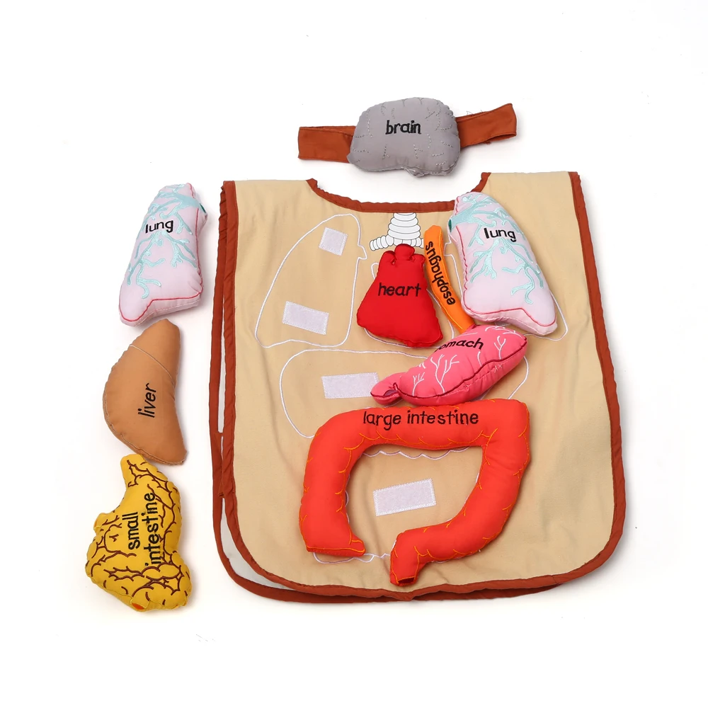 Детские игрушки для изучения английского языка Leader Joy Montessori - фартук для демонстрации органов тела 3