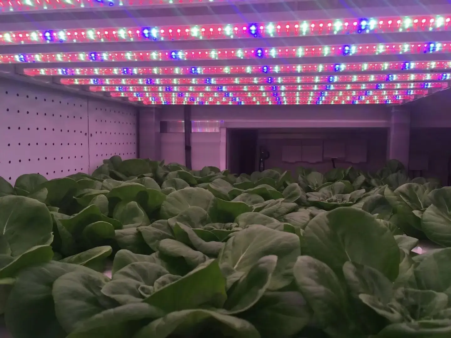 Automatic Hydroponic Nutrient Doser 48*43*34 Wholesale - Oone 4