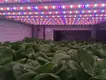 Automatic Hydroponic Nutrient Doser 48*43*34 Wholesale - Oone 4