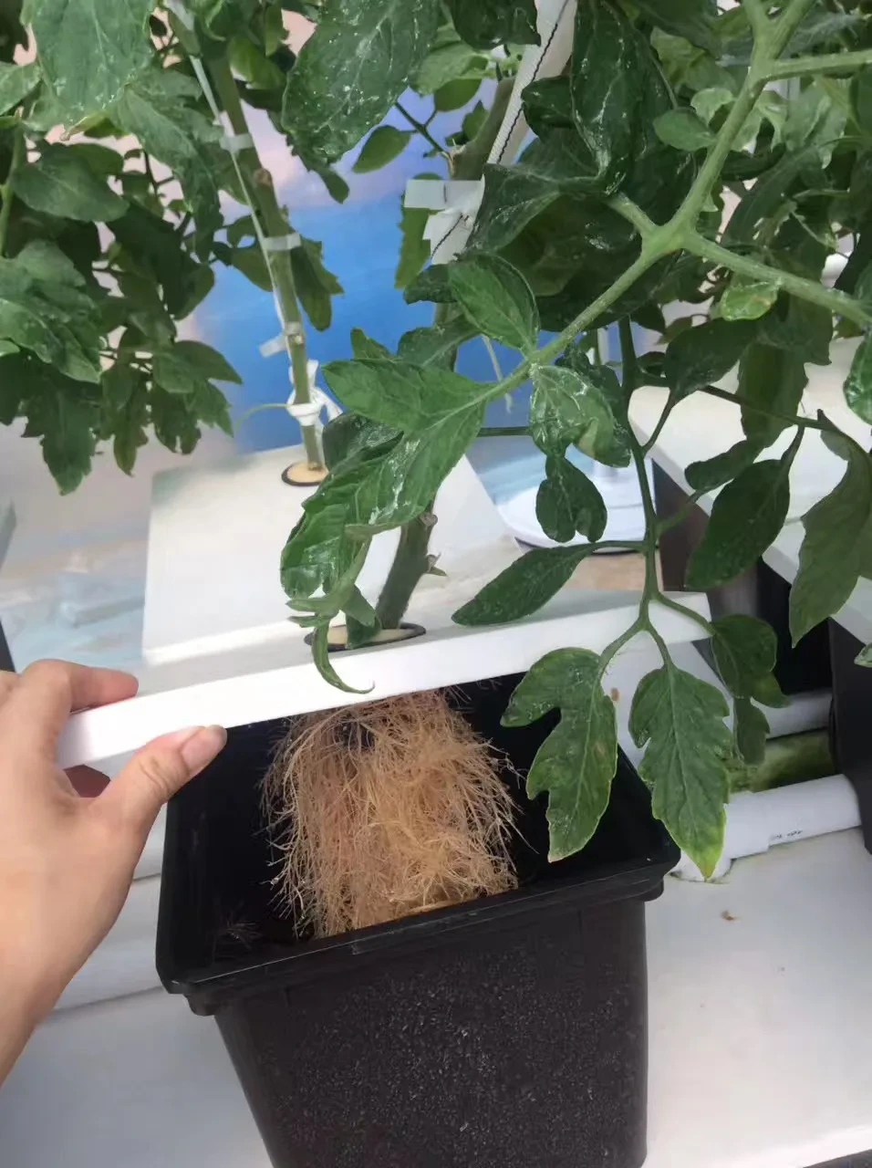 Dutch Bucket Hydroponic System New by Oone 7