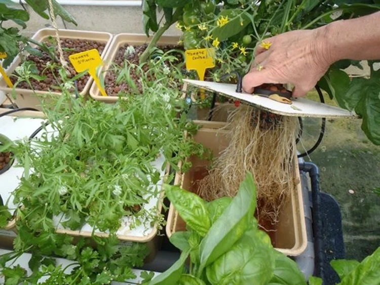 Dutch Bucket Hydroponic System New by Oone 5