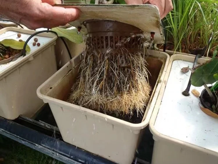 Dutch Bucket Hydroponic System New by Oone 4