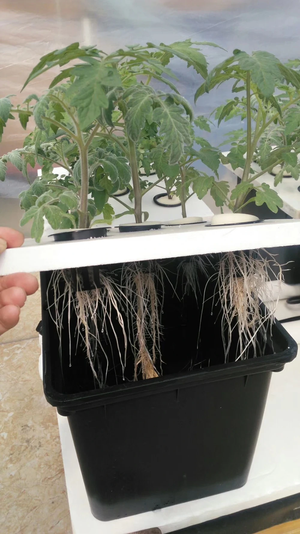 Dutch Bucket Hydroponic System New by Oone 6