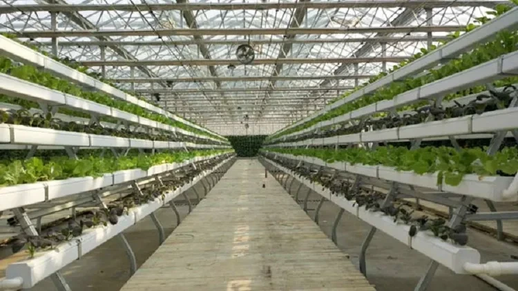 Pvc Pipe Hydroponic System Water and Fertilizer Saving by Oone 4