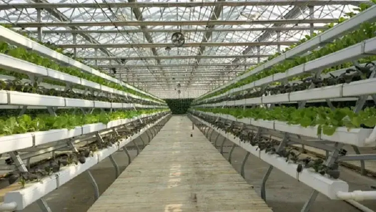 Pvc Hydroponic Garden 200*80*120 by Oone 4