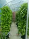 Hydroponic Tower System Food & Beverage Factory Wholesale - Oone 7