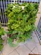Indoor Hydroponic Garden Tower Provided - - Oone 7