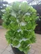 Commercial Vertical Hydroponic System Visa Wholesale - Oone 6