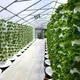 Commercial Vertical Hydroponic System Visa Wholesale - Oone 7