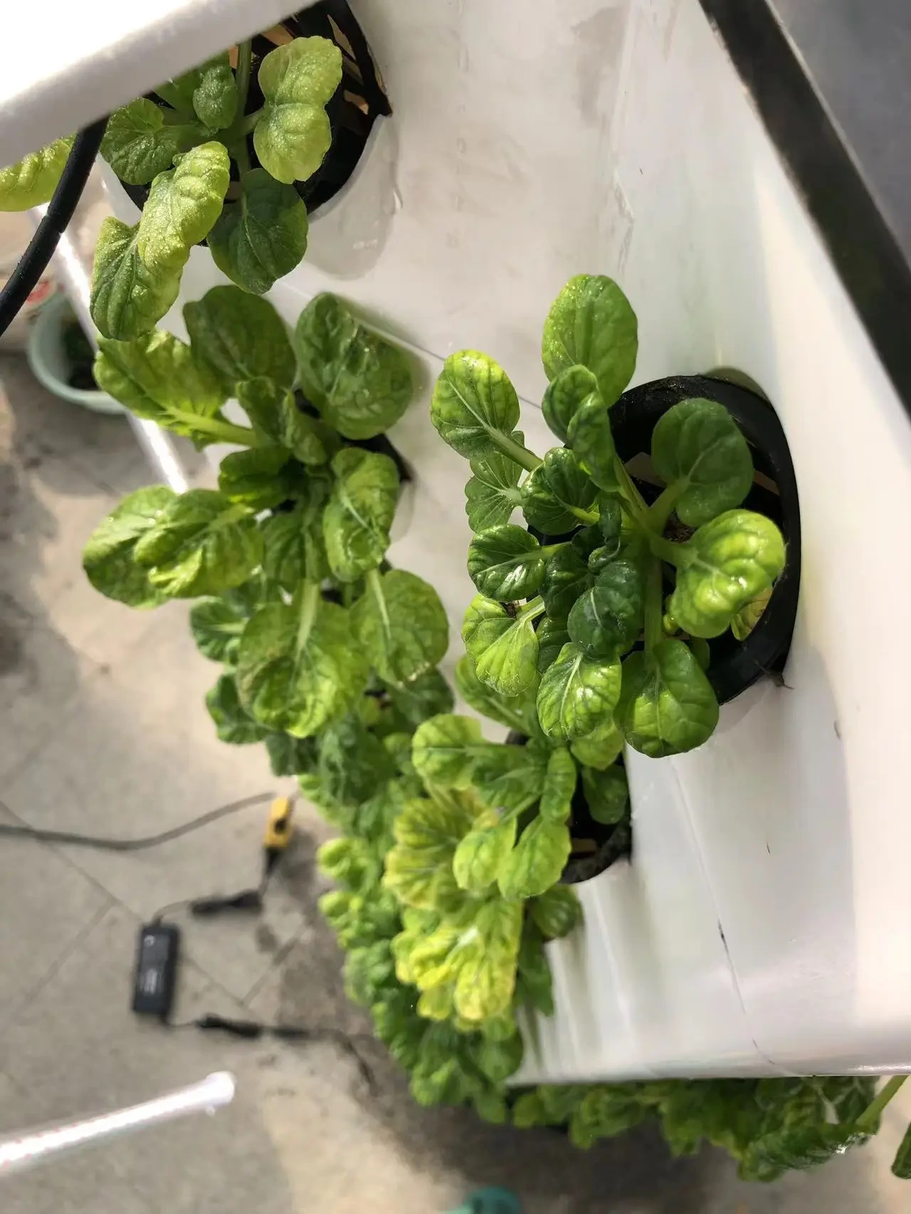 Hydroponic Plant Tower Function Customization - - Oone 4
