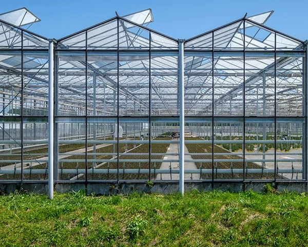 Multi Span Greenhouse Design Flat Wholesale - Oone 3