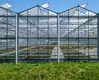 Multi Span Greenhouse Design Flat Wholesale - Oone 3