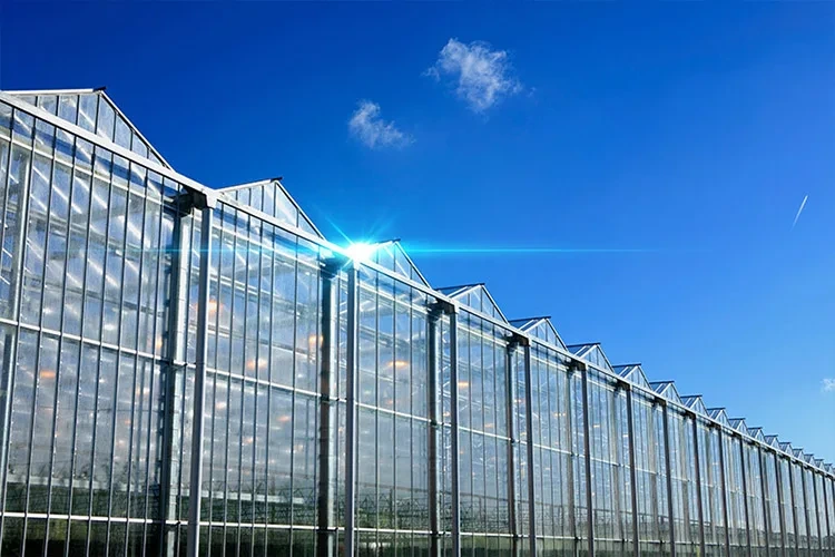 Large Glass Greenhouse for Sale Customizable - - Oone 6