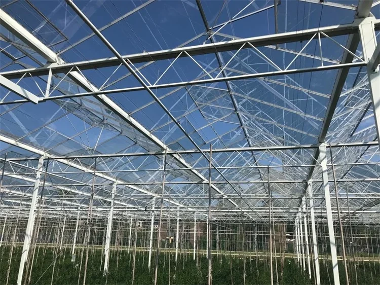 Glass Green Houses Customizable Wholesale - Oone 5