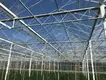 Glass Green House for Sale Customizable - - Oone 5