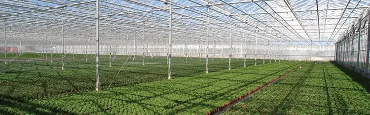 Greenhouse Supplier Visa Wholesale - Oone 5