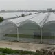 Large Glass Greenhouse for Sale Long and Staggered Wholesale - Oone 6