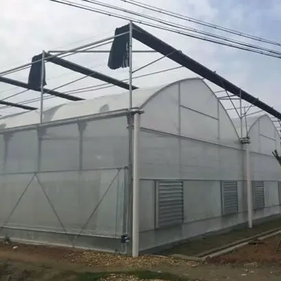 Large Glass Greenhouse for Sale Long and Staggered Wholesale - Oone 4