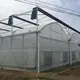 Large Glass Greenhouse for Sale Long and Staggered Wholesale - Oone 4