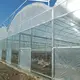 Large Glass Greenhouse for Sale Long and Staggered Wholesale - Oone 7