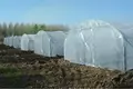 Commercial High Tunnel Greenhouse Support by Oone 4