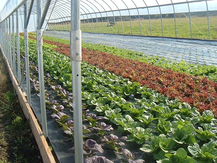Tunnel Greenhouse Kit Steel Tube; Galvanised for Surface Wholesale - Oone 9