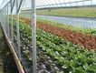 Large Tunnel Greenhouse Green PE Mesh Fabric 140g/m2 - - Oone 9