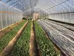 Commercial High Tunnel Greenhouse Support by Oone 3