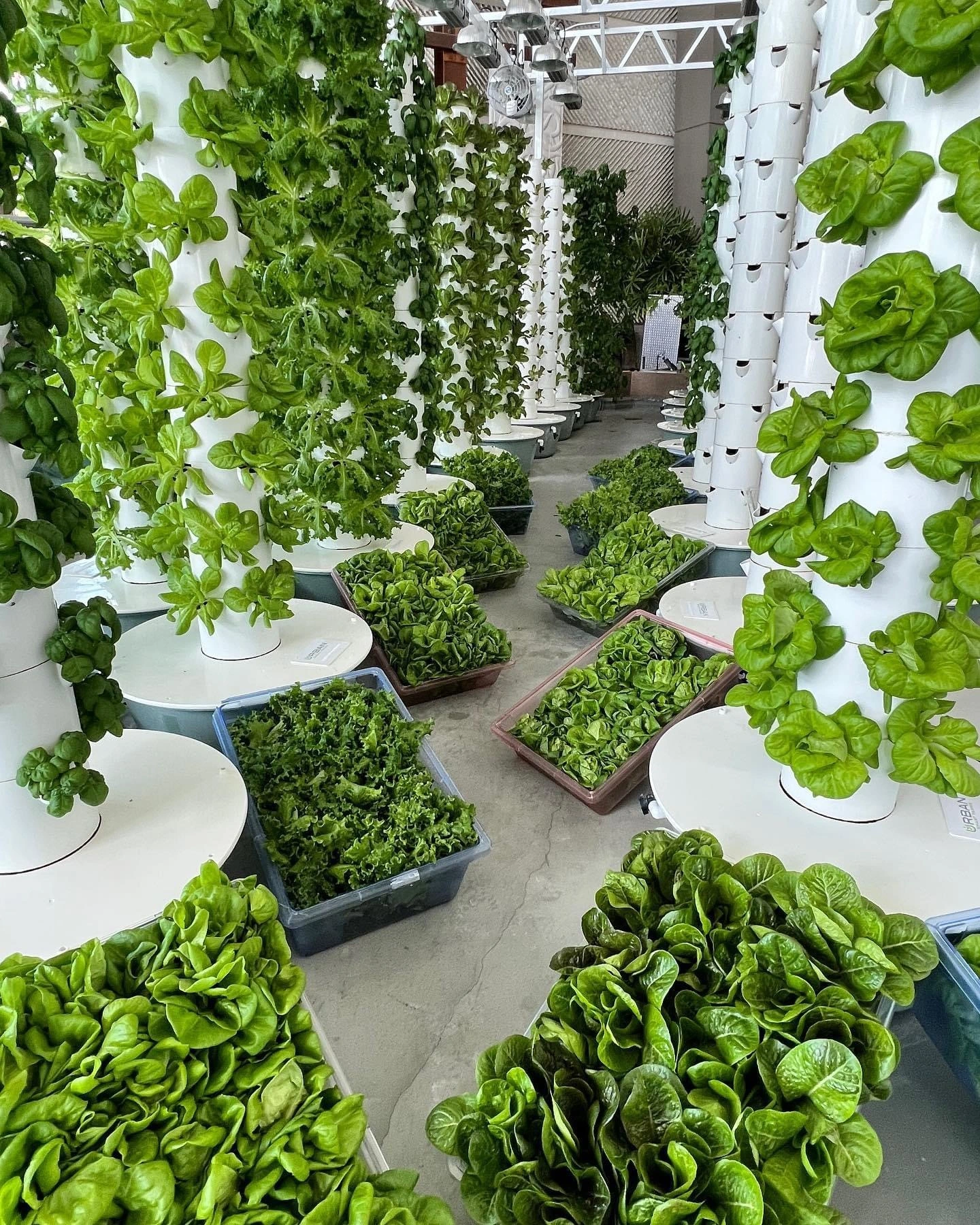 Vertical Tower Hydroponic System 001 - - Oone 9