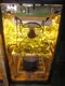 Vertical Growing Systems 150*150*200 - - Oone 6