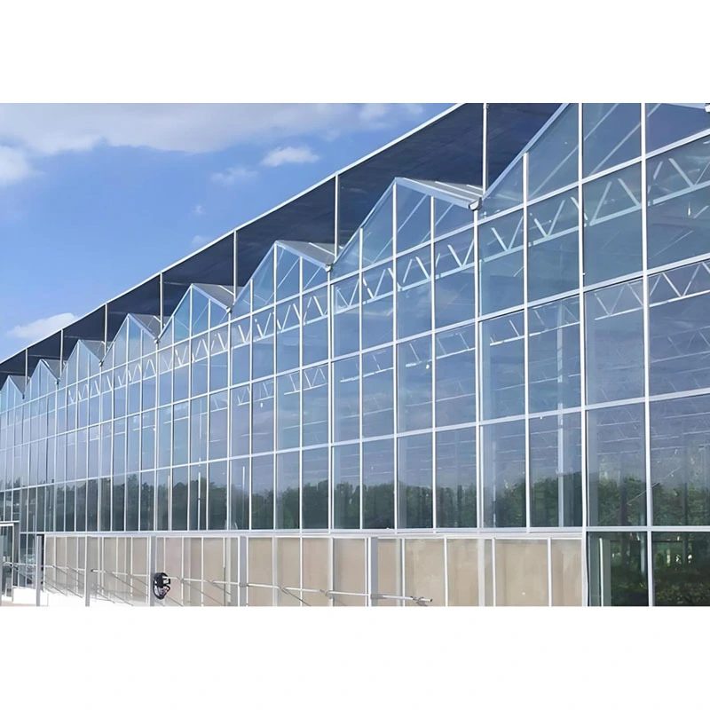 South Africa Multi-Span Strawberry Planting Greenhouse with Anti-Drip Film & Bee Pollination Windows CE Certified 1