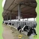 WELLCAMP, WELLCAMP prefab house, WELLCAMP container house steel shed design supplier for cow shed 1