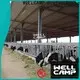WELLCAMP, WELLCAMP prefab house, WELLCAMP container house steel sheds manufacturer for cow shed 1