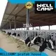 panel steel structure fast install for cow shed 1