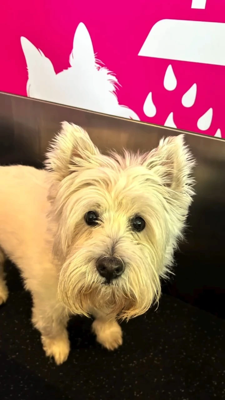 ماكينة غسيل الكلاب ذاتية الخدمة على مدار 24 ساعة طوال أيام الأسبوع، مثالية لحدائق الحيوانات الأليفة وشركات العناية بالحيوانات الأليفة، مع توفر ما يصل إلى 800 وحدة شهريًا